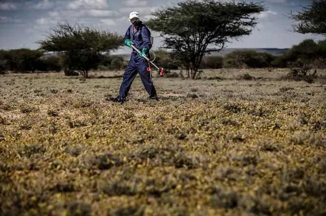 Hopper bands of desert locust infesting a farm in Nakukulas, Turkana County, Kenya on June 7, 2020, Nakukulas, Kenya. ©FAO/Luis Tato
