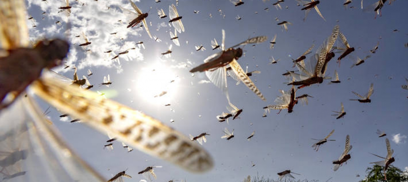 Scoping a New Governance for the Integration of Innovative Technologies in Early Warning-Early Action Systems for Transboundary Pests and Diseases