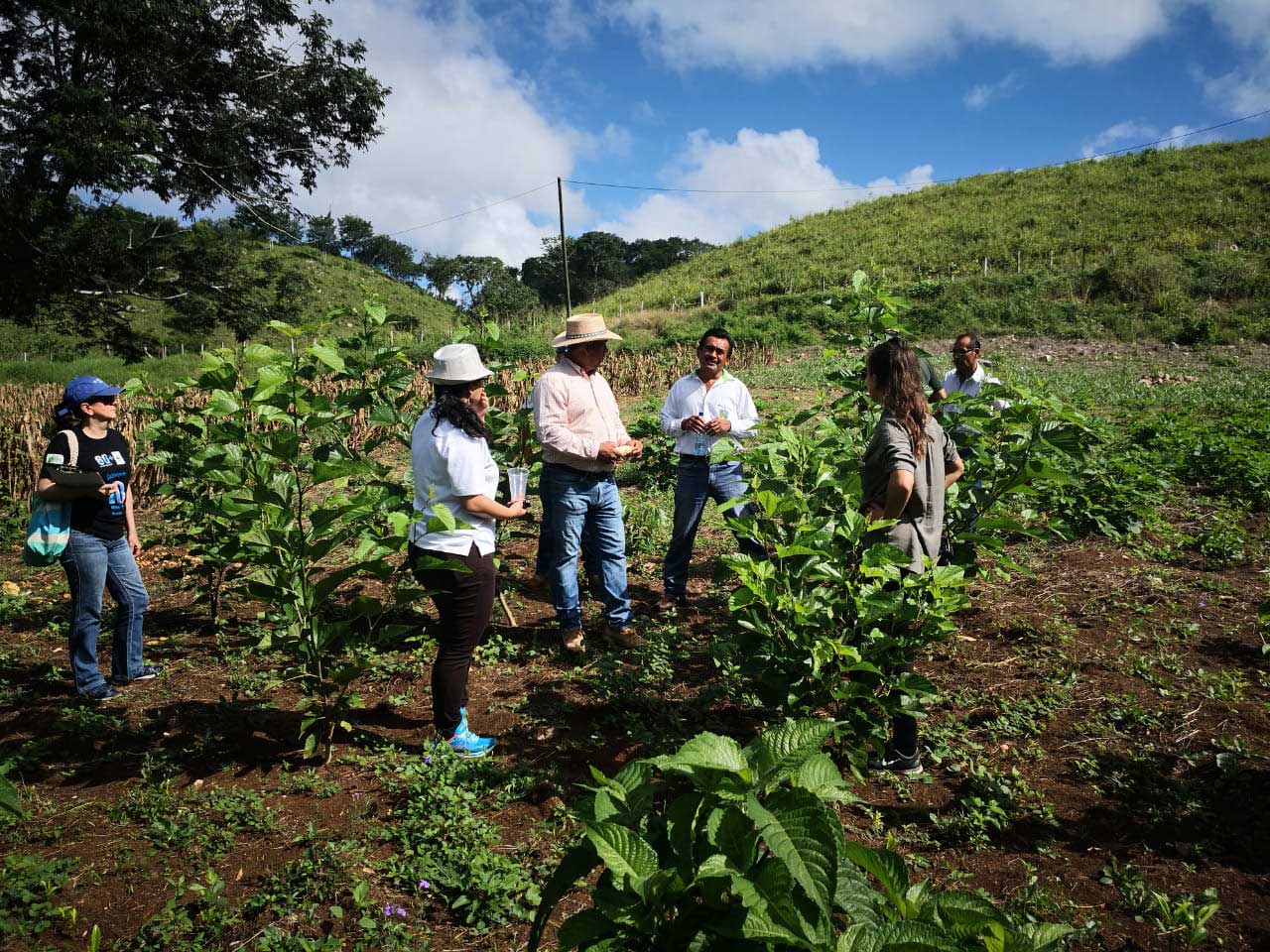 IKI projects in Central America and the Caribbean Newsletter  (Spanish version)