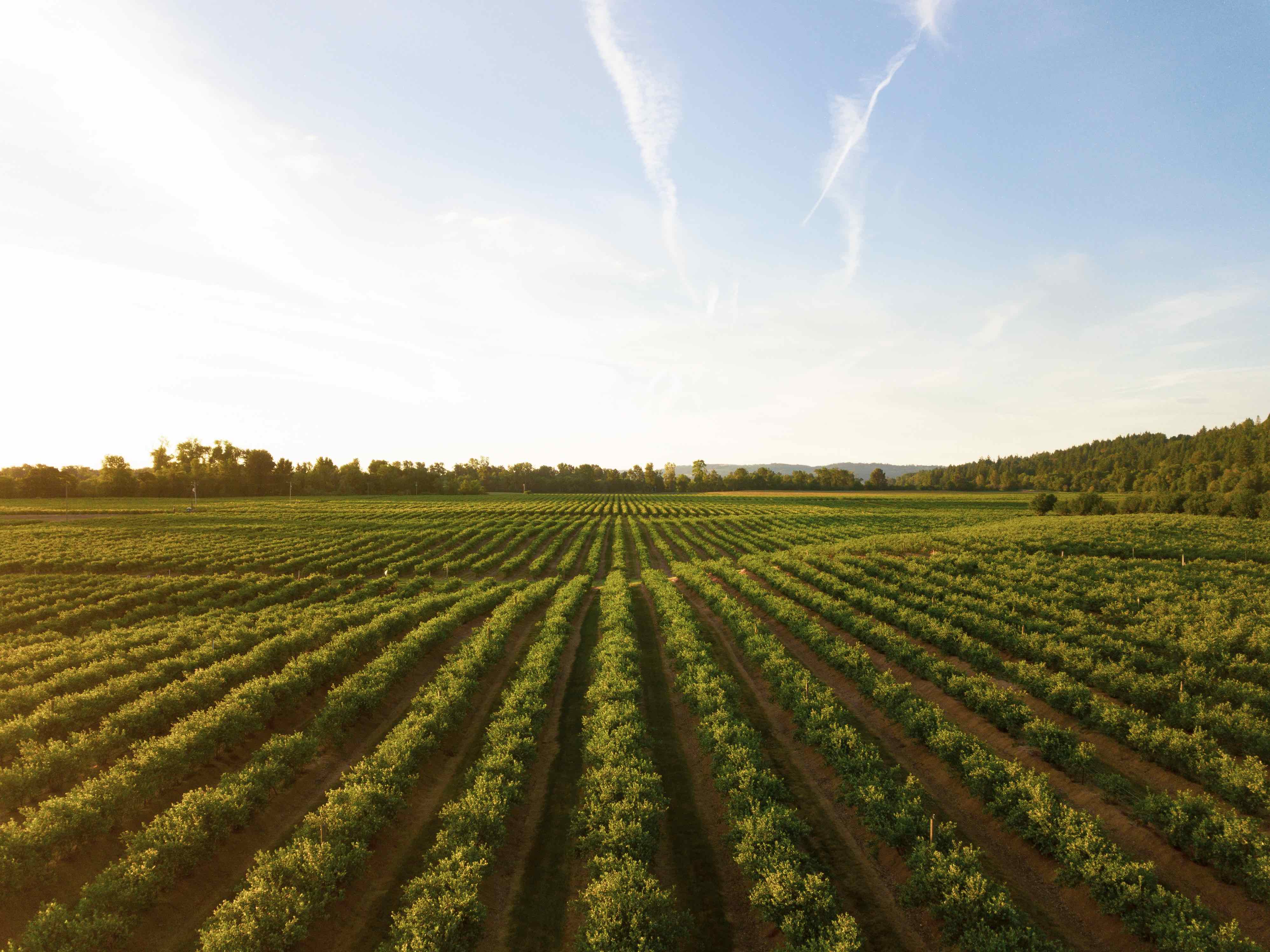 We’re on the Cusp of the Most Catastrophic Food Crisis in 50 Years: Where Is the Global Response?