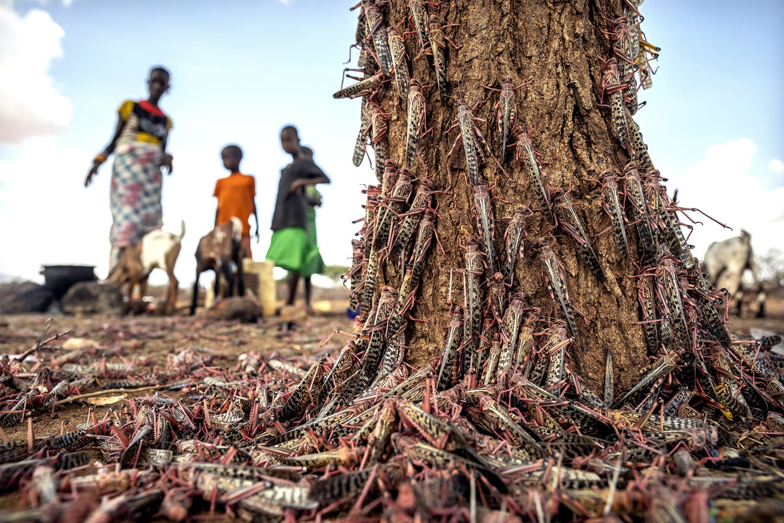 From Crisis to Innovation: Learning from the Previous Desert Locust Invasions 